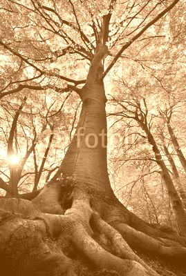 Old Beech Tree