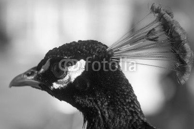 Cute peacock head with crest