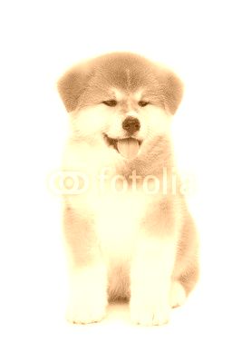 Pat dog, young  Akita Inu puppy dog at white background
