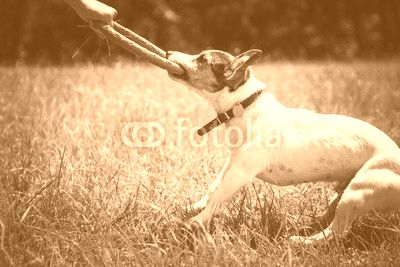 man playing with small dog breeds Jack Russell Terrier in a bright ring on the grass on a summer day