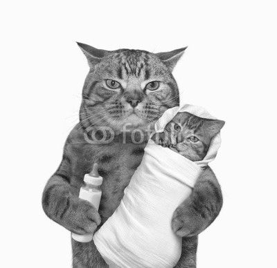 The cute cat is holding his baby in the one paw and a bottle of milk in other one. White background.