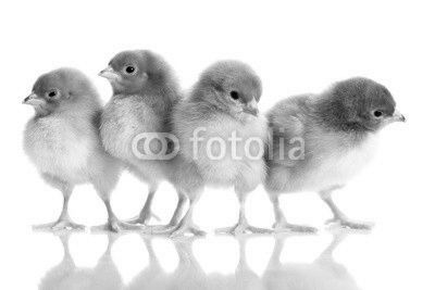 Photo of small cute chickens