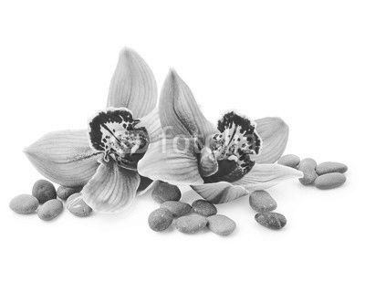 Orchid flowers