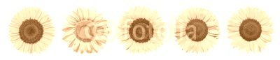 Sonnenblumen als Panorama Hintergrund