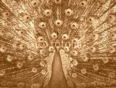 beautiful peacock