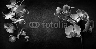 Pink orchid on a dark background