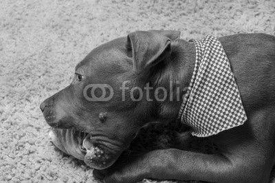 Pitbull Puppy