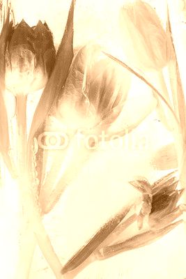 Tulpen - tiefgekühlt