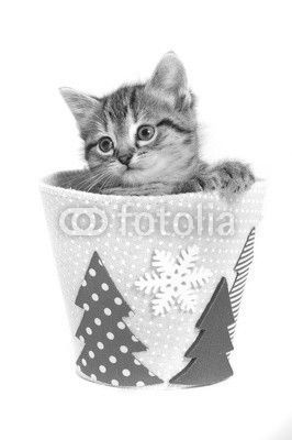 Kitten in a Christmas tub