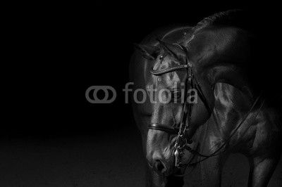 Portrait of a sport dressage horse