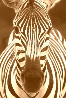 Zebra head