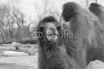 camel