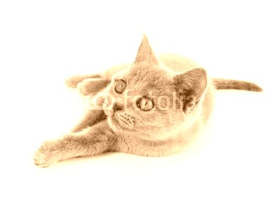 Junge Katze – Karthäuser, British Kurzhaar