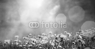 Frühlingswiese mit Löwenzahn und einer Biene im Sonnenschein