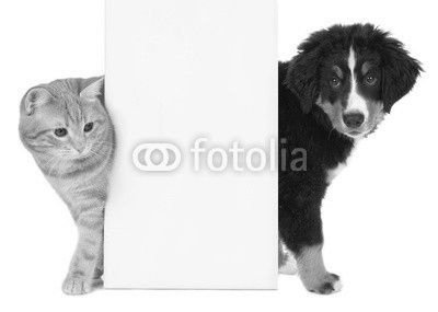 Hund und Katze neben weißem Plakat