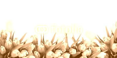 Pink tulip flowers border