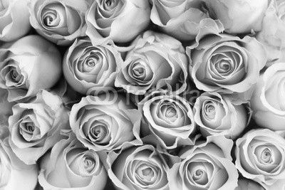 Pink Roses