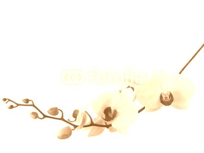 light pink orchid isolated on white