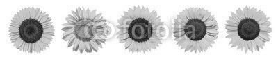 Sonnenblumen als Panorama Hintergrund