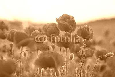 feuriger Mohn