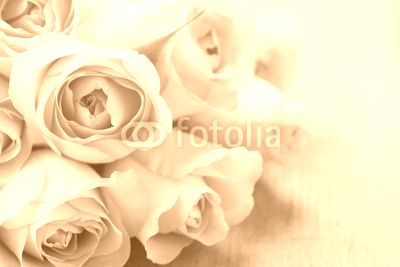 Pink Roses