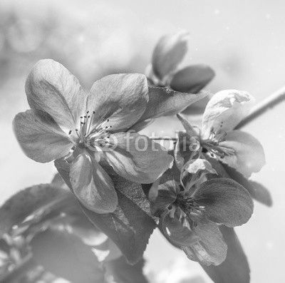 pink flowers on the branches of fruit trees. Apple tree in blossom