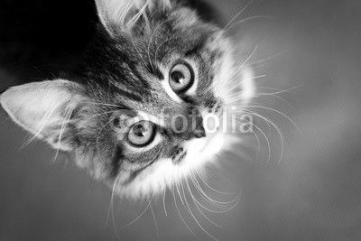 little fluffy kitten on a gray background