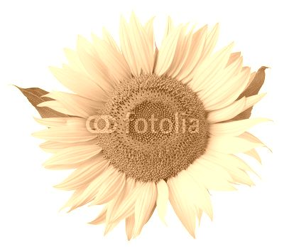 Flower of sunflower isolated on a white background.