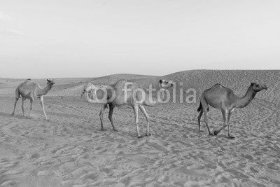 Camels in the Dubai Desert, United Arab Emirates