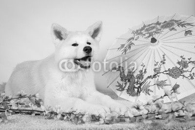 Akita deco japonais