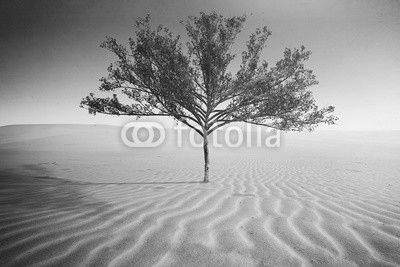 Desert Tree