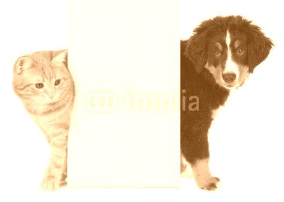 Hund und Katze neben weißem Plakat