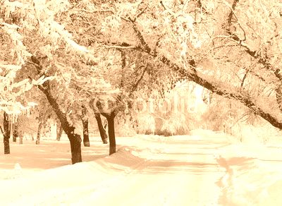Winter park, scenery