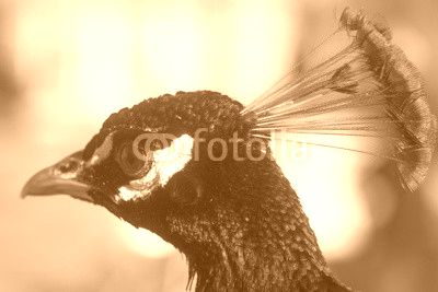 Cute peacock head with crest