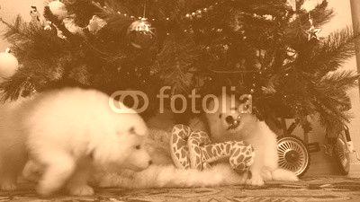 Two puppy gnaw Christmas toy