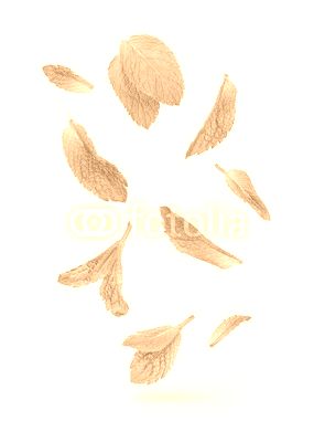 green mint leaves falling in the air isolated on white backgroun