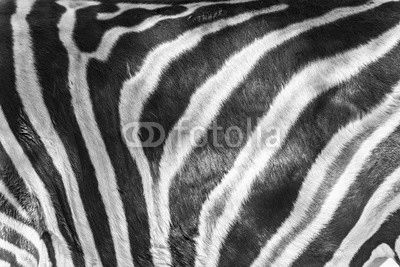 Zebra skin detail
