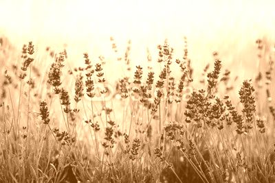 Lavendel im Regen