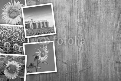 Sunflowers farming and agriculture photo collage