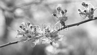 fragile , beautiful  pink blossoms of an apple tree.morning shot