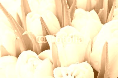 Tulipany