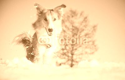 dog border collie playing in winter