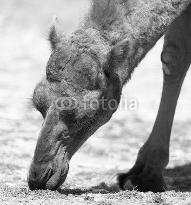 Camel in nature
