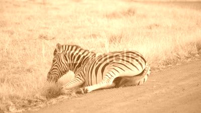 An African plains zebra rolls around in the dust
