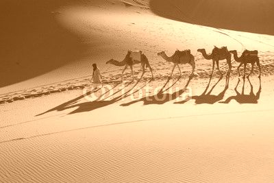 Desert Sahara, Camel Ride Caravan, Enjoying and happy People