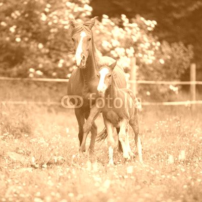 Beautiful mare running with foal