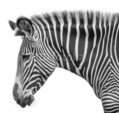 portrait of zebra