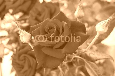 Large bush of red roses on a background of nature.