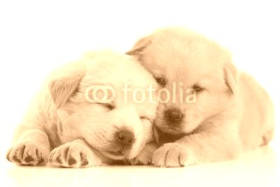 Two cute Chow-chow puppies,  isolated over white background
