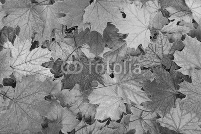 Autumn leaves